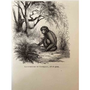 The Monkey