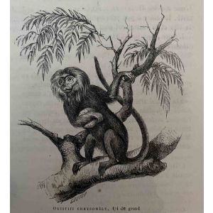 The Monkey