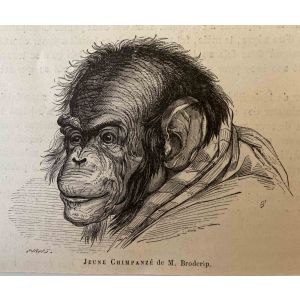 The Chimpanzee