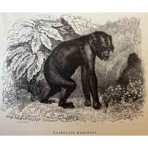 The Chimpanzee