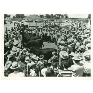 Scientific Farming Method- American Vintage Photograph