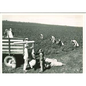 Cotton Farmer - American Vintage Photograph