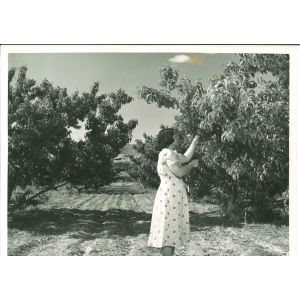 Middle-class American Woman- American Vintage Photograph
