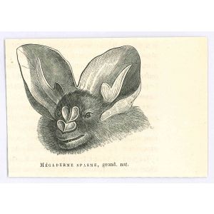 The Bat