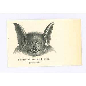 The Bat