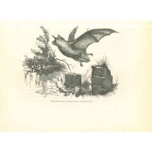The Bat