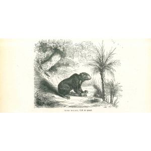 The Bear