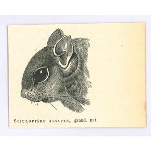 Sciuroptere