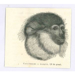 Monkey