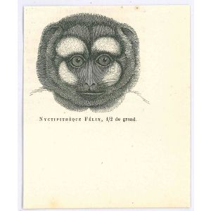 Night Monkey 