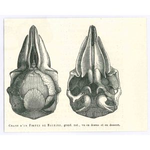 The Skull