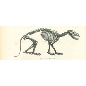 The Skeleton