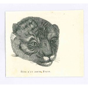 Tigre