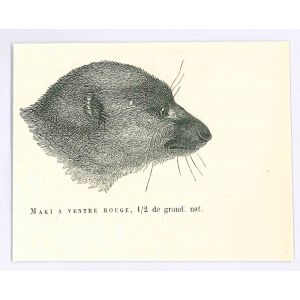 Lemuriformes