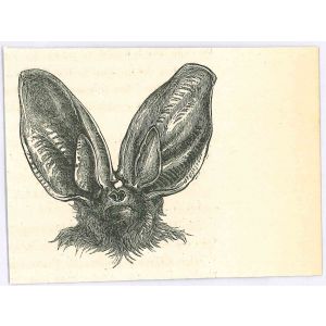 The Bat
