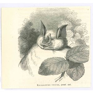 The Bat