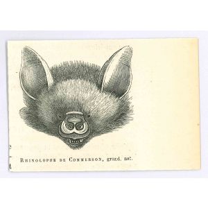 The Bat