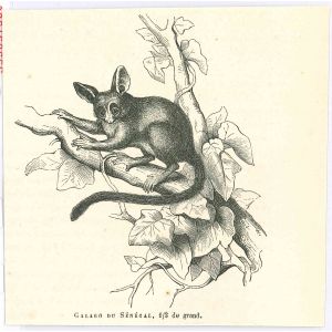 Galago