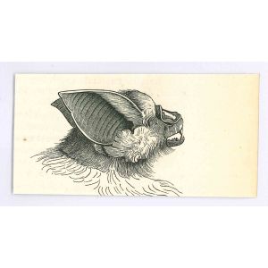 The Bat
