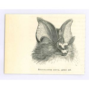 The Bat