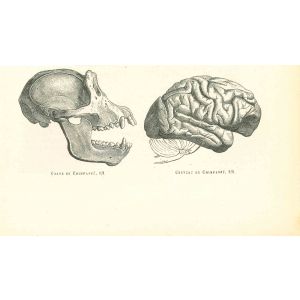 The Skull