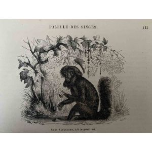 The Monkey