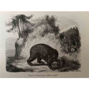 The Bear