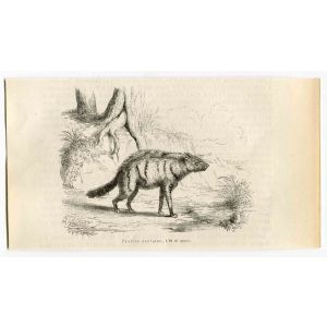 Aardwolf