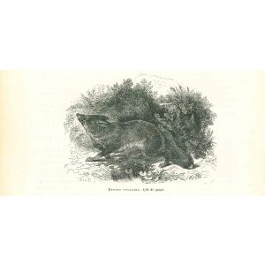 The Wolf