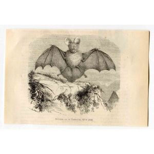 Egyptian slit-faced Bat