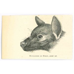 The Wolf