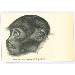 The Monkey