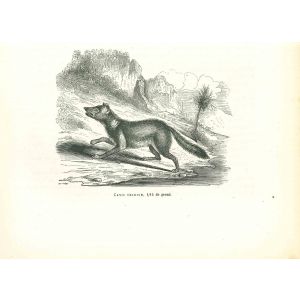 Canis Crabier