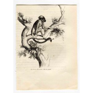 Monkey