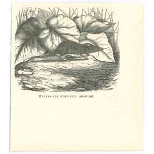 The Mouse