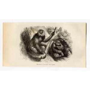 Three-Toed Sloth