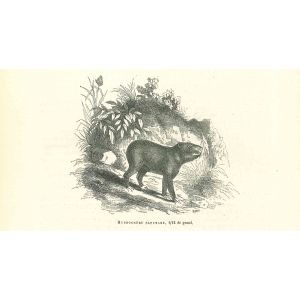 Hydrochère Capybare 