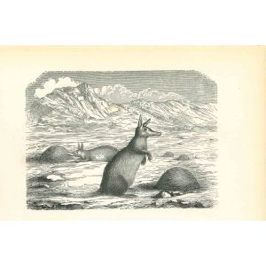 The Kangaroos