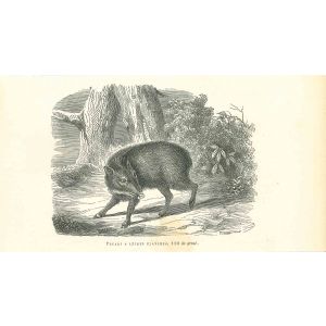 The Boar