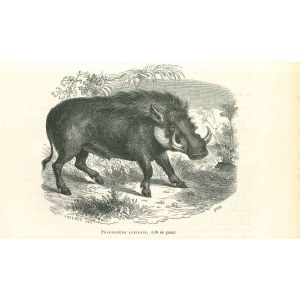 African Warthog