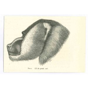 The Monkey