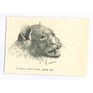 Harpie Céphalote