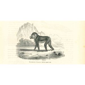 The Gorilla