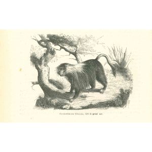The Monkey