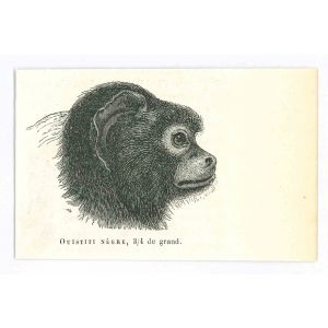 The Monkey