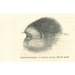 The Monkey