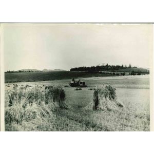Gardening Beneath - American Vintage Photograph