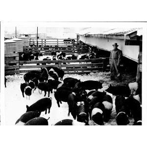 Agricultural Production - American Vintage Photograph