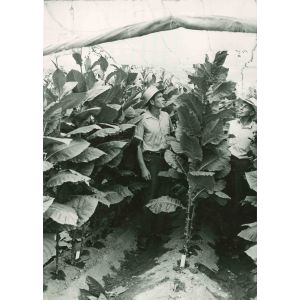 Agriculture - American Vintage Photograph 