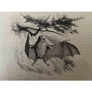 The Bat
